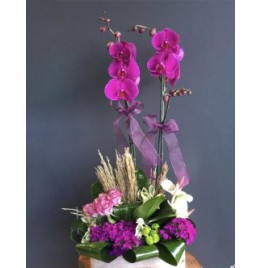 Flower 15 Mor Orkide Arajman